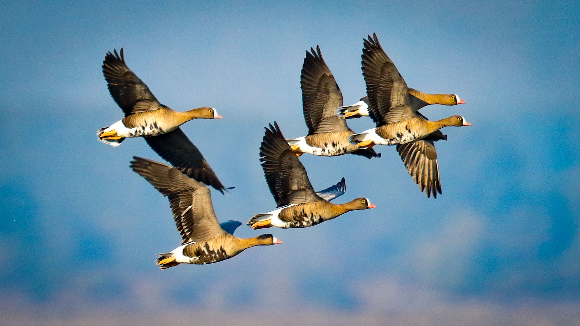 Arctic Taiga & Tundra Birding Tour Holiday Package - Stuenes Lodge